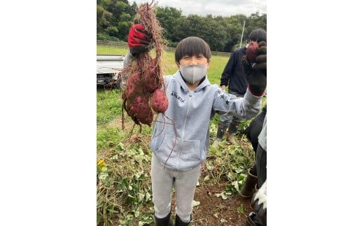 akikouk！にじ10ｋｇミルキー10ｋｇ+さつまいも4点セット約5ｋｇ 生芋 10kg S～Lサイズ混合 1箱 いも長 | さつまいも いも 生いも