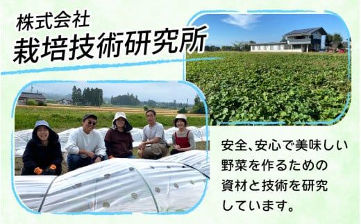 【先行予約】種まで食べられるスイカ 小玉スイカ（ピノガール）【2026年7月上旬以降順次発送】
