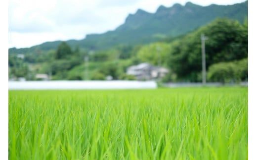 【令和7年産(特別栽培米)】曽爾村ブランド米(コシヒカリ)5kg(白米) /// 新米 予約 コシヒカリ 奈良 奈良県 ブランド米 有機 特別栽培米