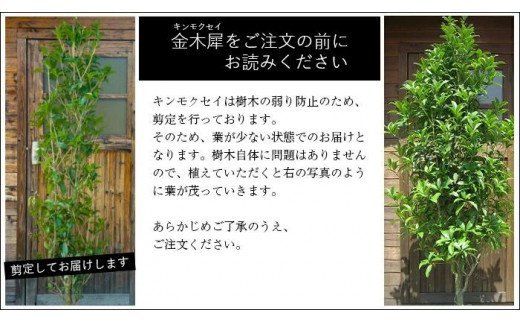 キンモクセイ 樹高1.5m前後 露地苗 落葉樹 シンボルツリー