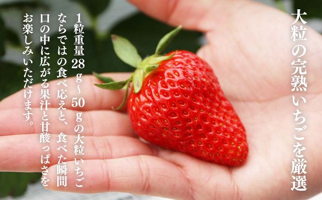 西粟倉村 完熟いちご 贈答用  2種 800g(400g×2) 食べ比べセット M-FI-A07A