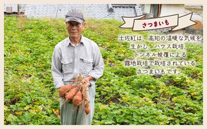【８月発送開始】さつまいも（土佐紅）3kg - サツマイモ さつま芋 野菜 焼き芋 やきいも 焼いも おやつ スイーツ スイートポテト バター焼き アレンジ 料理 国産 高知県 香南市 yr-0043