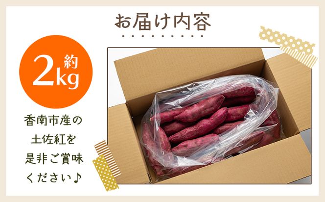 さつまいも（土佐紅）2kg - サツマイモ さつま芋 野菜 焼き芋 やきいも 焼いも おやつ スイーツ スイートポテト バター焼き アレンジ 料理 国産 高知県 香南市 yr-0042