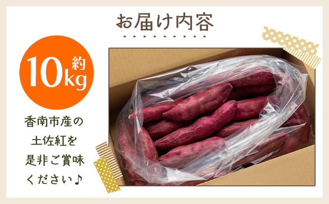 【８月発送開始】さつまいも（土佐紅）10kg - サツマイモ さつま芋 野菜 焼き芋 やきいも 焼いも おやつ スイーツ スイートポテト バター焼き アレンジ 料理 国産 高知県 香南市 yr-0046