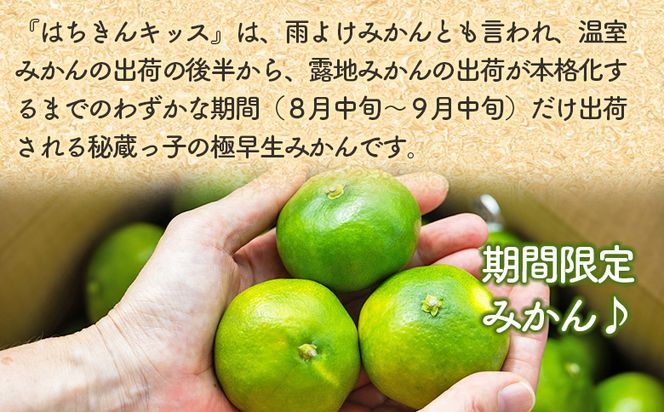 はちきんキッス(雨よけみかん) 5kg 秀品 - 果物 フルーツ ごく