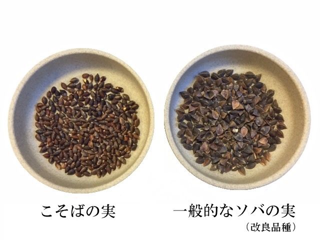 妙高こそば 半生蕎麦 6人前 つゆ付き