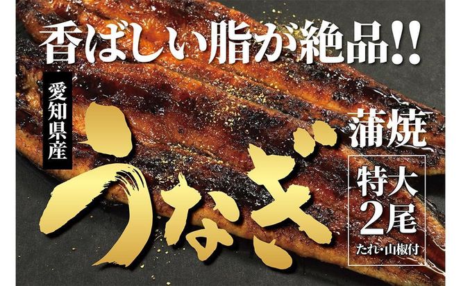 ＜着日指定必須＞【特大・国産うなぎ・蒲焼２尾】養鰻場を知るこだわり大将の絶品うなぎ 232238_CN001-PR