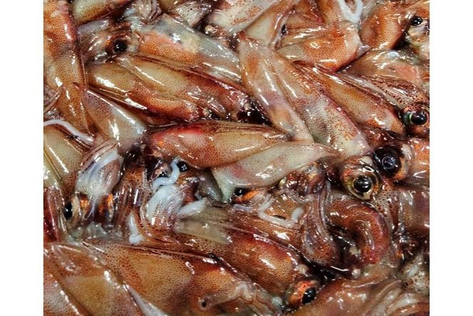 コンクール受賞！ほたるいか姿焼き海鮮せんべい ３袋｜京丹後の職人仕上げ◎贅沢なおつまみ・ギフトに人気　UM00005