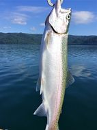 936.ワッカBBB宿泊券（４名様トラウト釣りプラン　夕食バーベキュー）