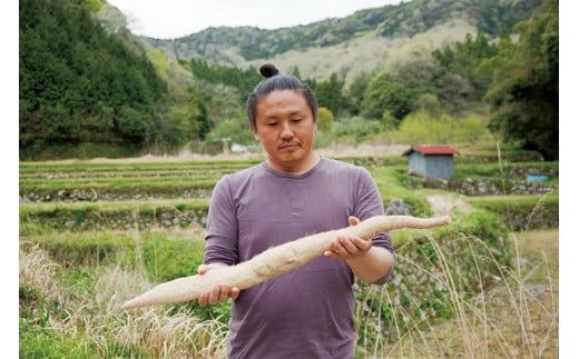 A017 【山薬王】命の根っこですから。美味しく美腸活！贅沢自然薯定期便（月2回/24回お届け）