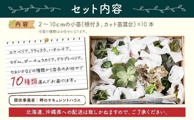 【初心者におすすめ】多肉植物の小苗１０本セット（１０種類アソート） 5000円 可愛い ミニサイズ 人気 オススメ 趣味 インテリア ナチュラル 自然 風水 緑 かわいい 初心者 おすすめ 送料無料　sh005