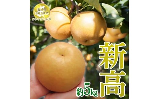 【先行予約限定】 茨城県産【新高梨】約5kg【茨城県共通返礼品　かすみがうら市産】※2024年9月上旬～10月上旬頃に順次発送予定 ※離島への配送不可