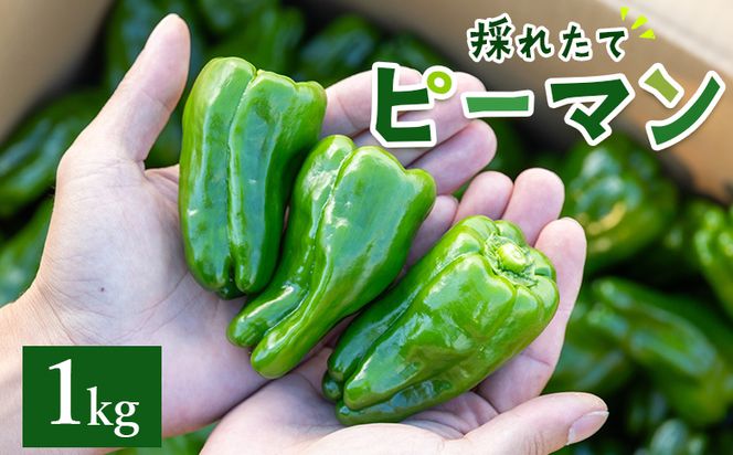 高知県香南市産採れたてピーマン1kg 野菜 やさい 新鮮 国産 肉厚 炒め物 肉詰め 料理 高知県 香南市 冷蔵 im-0001