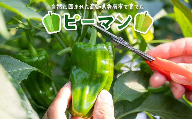 高知県香南市産採れたてピーマン1kg 野菜 やさい 新鮮 国産 肉厚 炒め物 肉詰め 料理 高知県 香南市 冷蔵 im-0001