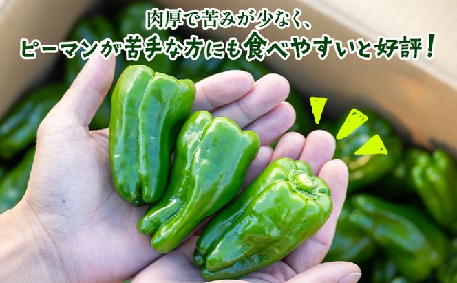 高知県香南市産採れたてピーマン1kg 野菜 やさい 新鮮 国産 肉厚 炒め物 肉詰め 料理 高知県 香南市 冷蔵 im-0001