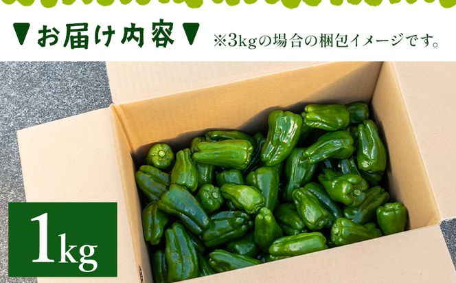 高知県香南市産採れたてピーマン1kg 野菜 やさい 新鮮 国産 肉厚 炒め物 肉詰め 料理 高知県 香南市 冷蔵 im-0001