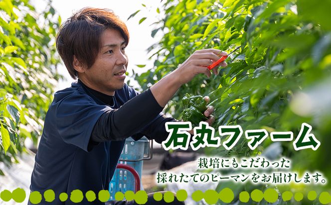 高知県香南市産採れたてピーマン1kg 野菜 やさい 新鮮 国産 肉厚 炒め物 肉詰め 料理 高知県 香南市 冷蔵 im-0001