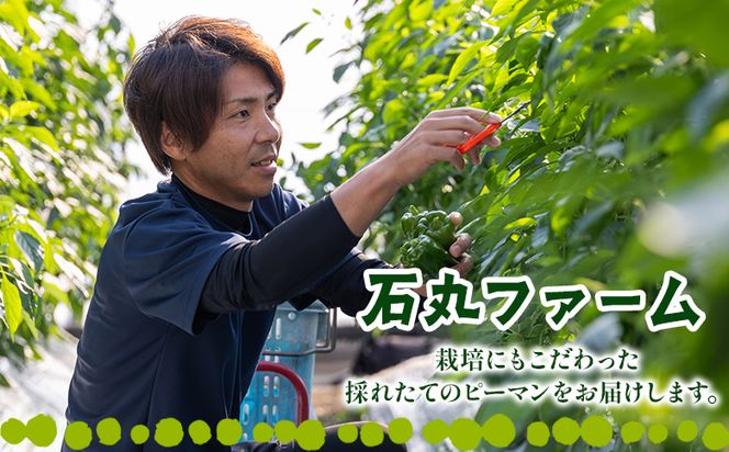 【先行受付】高知県香南市産採れたてピーマン3kg - 野菜 やさい 新鮮 国産 肉厚 炒め物 肉詰め 料理 高知県 香南市 冷蔵 im-0004
