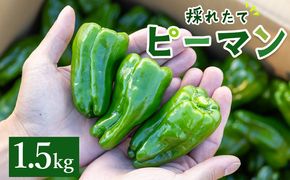 【先行受付】高知県香南市産採れたてピーマン1.5kg - 野菜 やさい 新鮮 国産 肉厚 炒め物 肉詰め 料理 高知県 香南市 冷蔵 im-0002