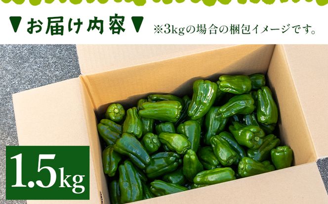 ピーマン 1.5kg 高知県香南市産採れたて - 野菜 やさい 新鮮 国産 肉厚 炒め物 肉詰め 料理 高知県 香南市 冷蔵 im-0002