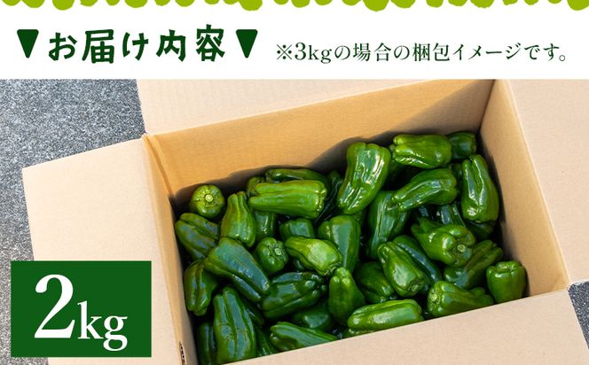 ピーマン2kg 高知県香南市産採れたて 野菜 やさい 新鮮 国産 肉厚 炒め物 肉詰め 料理 高知県 香南市 冷蔵 im-0003