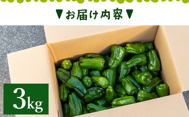 高知県香南市産採れたてピーマン3kg - 野菜 やさい 新鮮 国産 肉厚 炒め物 肉詰め 料理 高知県 香南市 冷蔵 im-0004