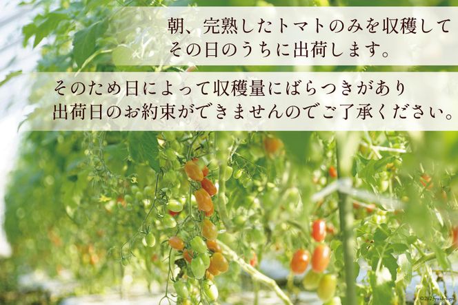 AF014 全国にファンがいる高級フルーツトマト アイコ たっぷり！1kg [トマト フルーツトマト 1キロ 山口農園 長崎県 島原市]