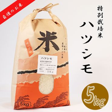 BI-11 【特別栽培米】垂井町産ハツシモ5kg