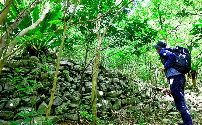 沖縄県北部やんばる・ガジュマルの王様に会いに行こう♪【3名様】