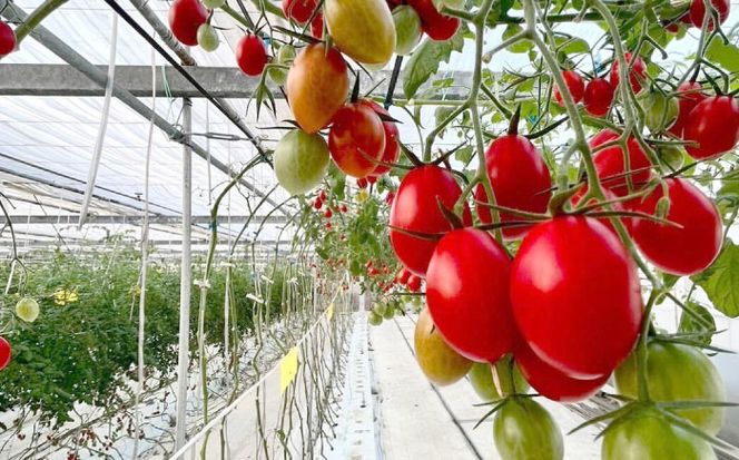 【先行予約】【1月より順次発送】 ミニトマト (空飛ぶアイコ)800g トマト 野菜 新鮮 期間限定トマト 愛西市 / 株式会社石原農園[AEBG006]