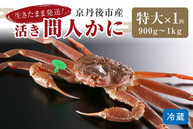 【12月発送】最高鮮度の生きたまま発送！京丹後市産活間人かに　900g～1kg特大サイズ/北畿水産　HK00178