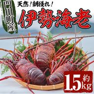 ＜数量限定・期間限定＞天然！門川町産活き伊勢海老(計1.5kg・約2～6尾)エビ えび 刺身 魚介 海鮮 朝獲れ 国産【O-6】【門川漁業協同組合】