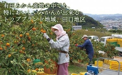 蛍飛ぶ町から旬の便り【贈答用／黒箱入り】有田みかん　ＭサイズまたはＬサイズ30個以上　平武農園 BX999