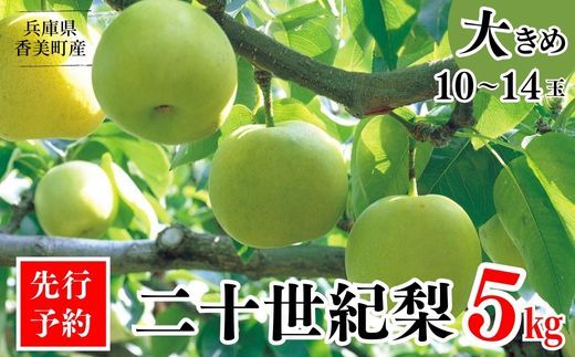 【先行予約】【梨 20世紀梨 香住梨 5kg 大きめ（1玉350g～500gを10～14玉）】大人気 ふるさと納税 おすすめ 返礼品 ランキング 二十世紀梨 シャキシャキの食感 ほどよい甘さとみずみず