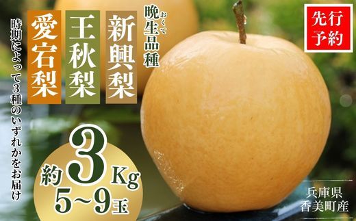 [先行予約]梨 (新興梨 王秋梨 愛宕梨のいずれか)3kg(5〜9玉)10月中旬から12月下旬にかけて発送 大人気 ふるさと納税 返礼品 梨 国産 果物 香美町 JAたじま 9000円 12-06