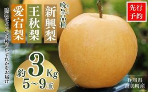 【先行予約】梨 （新興梨 王秋梨 愛宕梨のいずれか）3kg（5～9玉）10月中旬から12月下旬にかけて発送 大人気  ふるさと納税 返礼品 梨 国産 果物 香美町 JAたじま 9000円 12-06