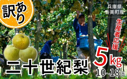 先行予約[梨 訳あり 20世紀梨 5kg(10〜18玉)]生産者応援商品! 9月上旬以降発送予定 数量限定 台風で落下した梨やカメムシ被害を受けた梨も含む ご家庭用 ジャムなど加工用 傷あり 不揃い