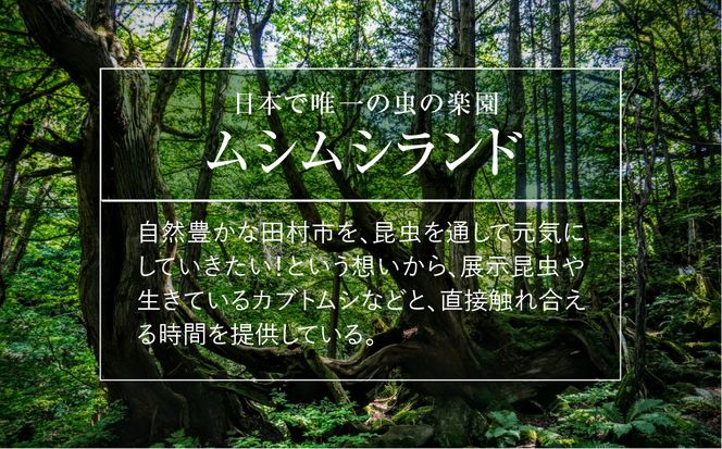 オオクワガタペア 飼育 セット 70mm～ 9月以降発送 クワガタ 自由研究 昆虫 成虫 生体 虫 飼育 夏休み 観察 自然 環境 学習 子供 孫 プレゼント 贈答 人気 福島県 田村市 田村 ふくしま たむら ムシムシランド N02-O24-01