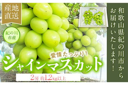 大粒シャインマスカット約1.2kg(600g程度×2) m&n果実園[8月末-10月上旬頃より出荷予定(土日祝除く)]和歌山県 紀の川市---wsk_cmnk9_l810_23_18000_2f---