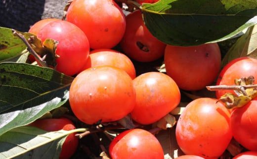 【業界誌 (料理通信) お宝食材コンテスト ベスト20選出】天然 酵母 柿酢 300ml×3本 / 6年熟成 南島原市 / 中邨 [SAG004]