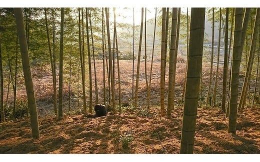 C031 山口仁保産直送　掘り白たけのこ1kg