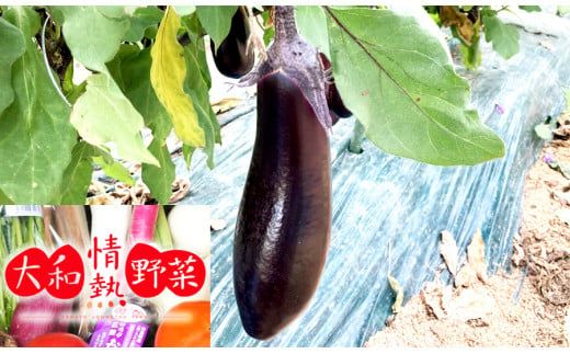 大和情熱野菜の玉手箱