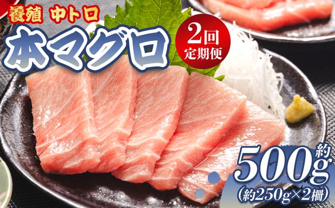 中トロ 定期便 2回 約250g 2冊 養殖 本マグロ 合計1kg Woo-0007