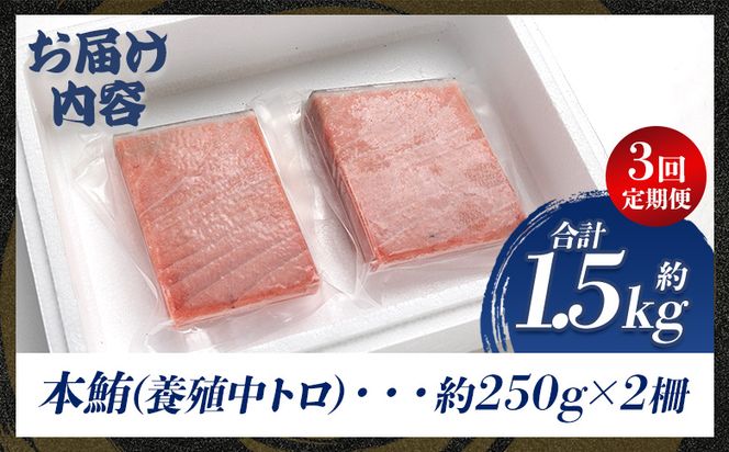 中トロ 定期便 3回 約250g 2冊 養殖 本マグロ 合計1.5kg Woo-0023