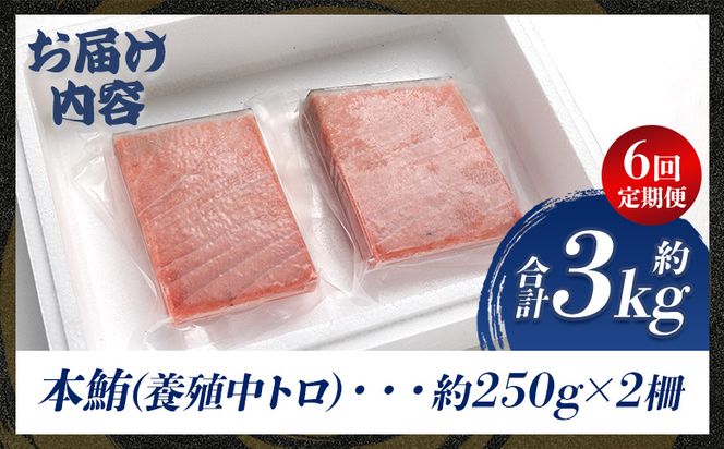 中トロ 定期便 6回 約250g 2冊 養殖 本マグロ 合計3kg Woo-0024