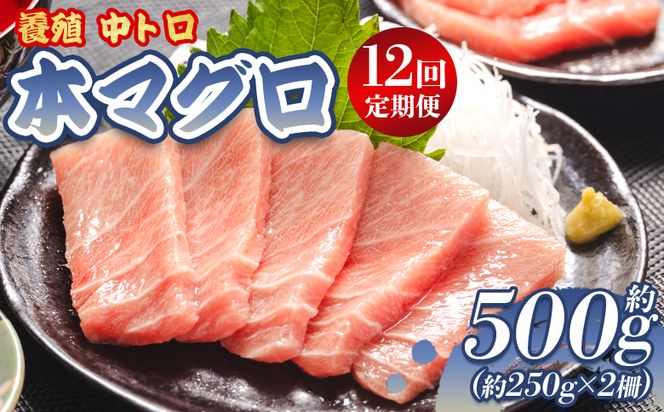 中トロ 定期便 12回 約250g 2冊 養殖 本マグロ 合計6kg Woo-0010