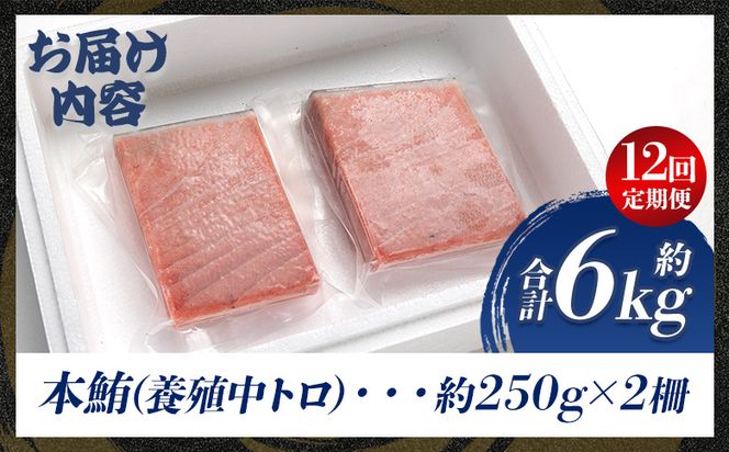 中トロ 定期便 12回 約250g 2冊 養殖 本マグロ 合計6kg Woo-0025