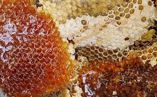 日本蜜蜂はちみつセット A（はちみつ（大）160g × 1本、はちみつ（小）50g × 1本）