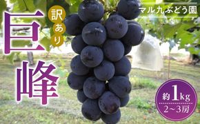 【先行予約】【訳あり・数量限定】 巨峰（種あり）約1kg 〔2025年8月上旬より順次発送〕 232238_CR01-PR