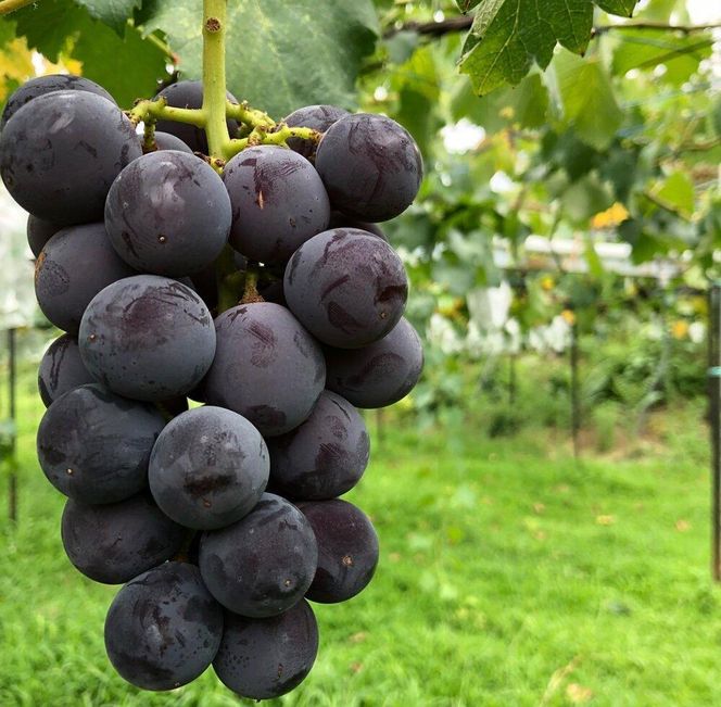 【2026年度_先行予約】【ご家庭用】巨峰（種あり）約1kg〔2026年8月上旬より順次発送〕 232238_CR01-PR